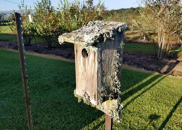 Southern Gardening: Do not bother removing lichens from landscape