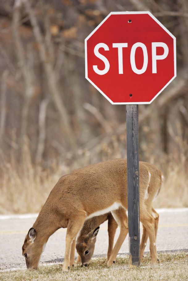 Motorists warned to watch for deer