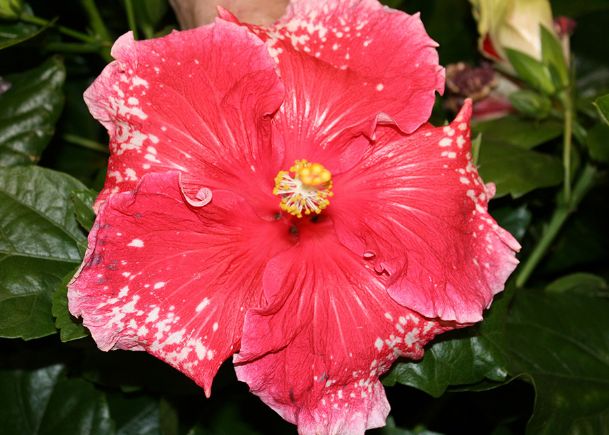 Southern Gardening: Cajun hibiscus are terrific tropical hibiscus for state