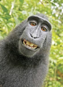 PETA sues to give monkey the copyright of selfie photos