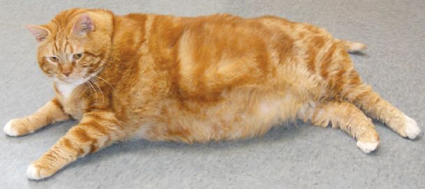 41-pound cat named Skinny up for adoption in Texas