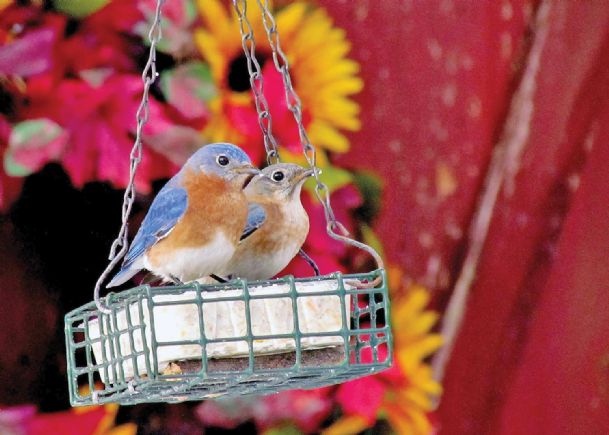Help wild birds stay warm this winter