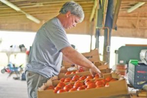 Soggy June puts damper on local crops