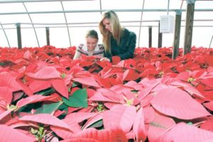 Flower power: A holiday houseplant provides 2,700 life lessons for young green thumbs