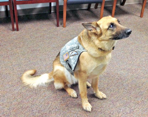 Therapy dog helps troops deal with postwar stress