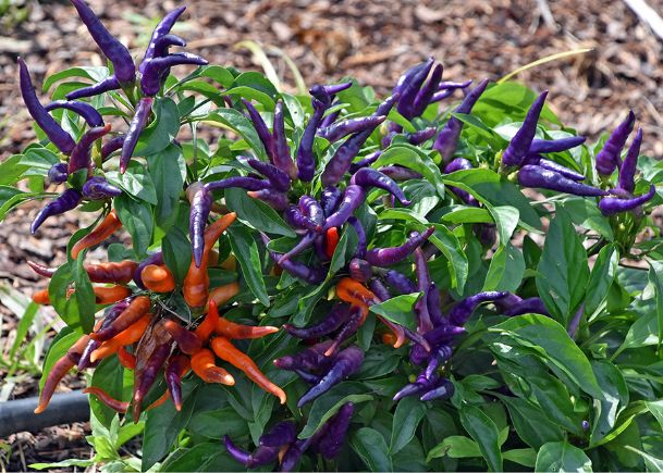 Southern Gardening: Try NuMex, other ornamental peppers