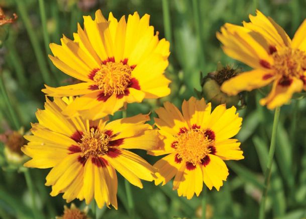 Southern Gardening: Plant state wildflower Coreopsis in landscapes