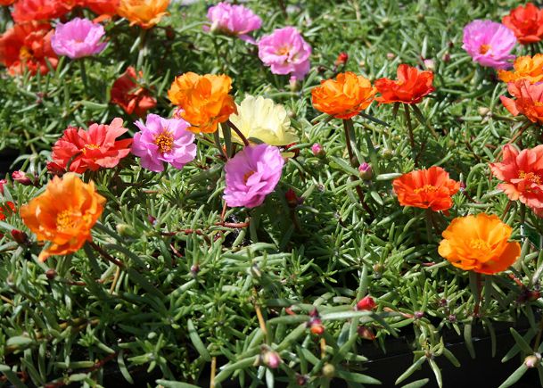 Southern Gardening: Try moss rose in summer containers and landscapes