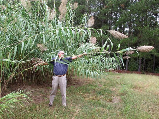 Is giant reed a ‘miracle plant’ or the next kudzu?