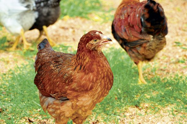 Mississippi chicken operators keeping watchful eye on Alabama bird flu cases