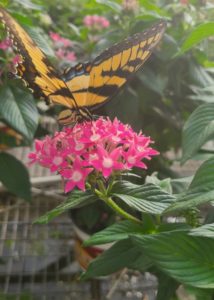 Southern Gardening: Still time to plant and enjoy summer pentas