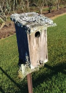 Southern Gardening: Unusual lichen does not harm host plants