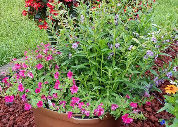 Southern Gardening: Combination containers offer flowering displays