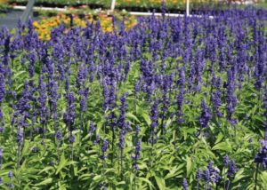 Southern Gardening: Choose a perennial salvia for recurring garden wins