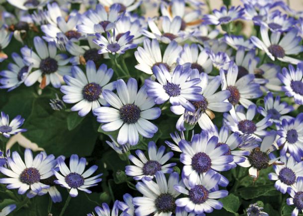 Southern Gardening: Pericallis bring early color to containers