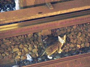 Mayoral hopeful: Don’t stop trains for kittens