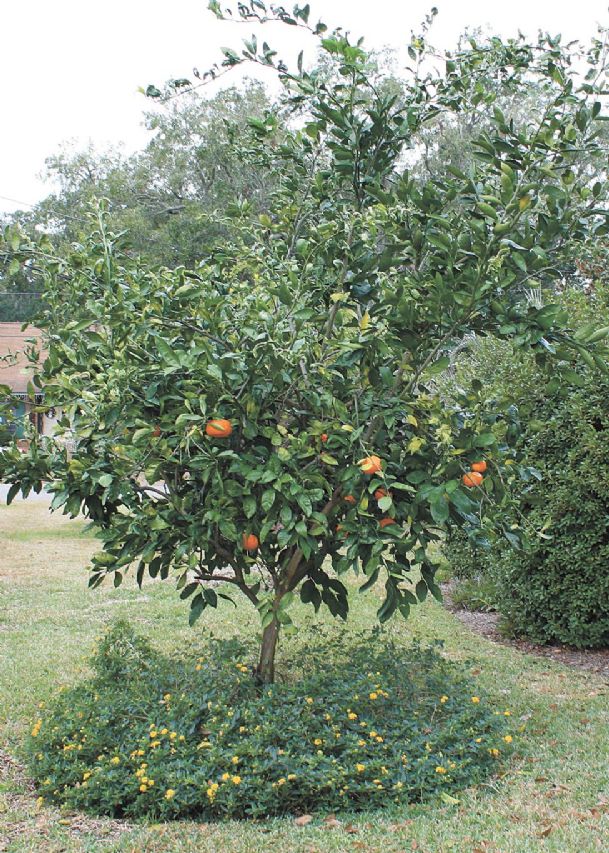 Southern gardening: Mississippi gardens can produce fresh citrus fruit