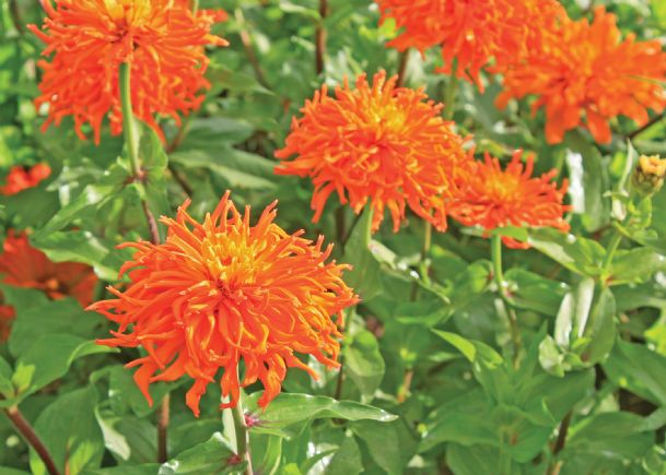 Southern Gardening: Fall’s cooler weather recharges summer zinnias