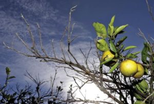 Feds join battle on citrus disease