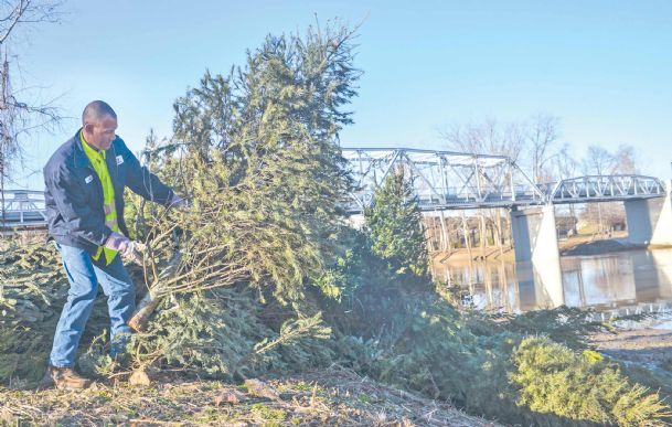 Christmas trees piling up for bonfire