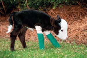 Lil’ Bill, smallest bull calf born alive, died Tuesday