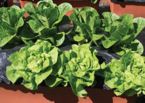 Southern Gardening: Lettuce, collards thrive in cool-season gardens