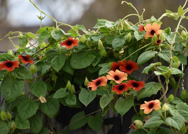 Black eyed deals susan vine