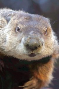 Groundhog Phil a furry felon over false forecast