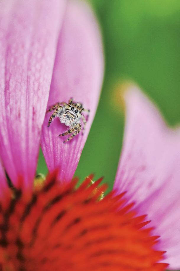 Photo: Jumping spider