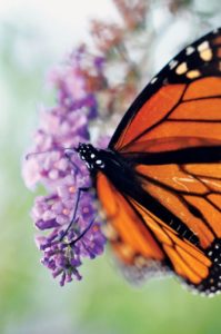 Photo: Monarch butterfly at the Columbus Riverwalk Butterfly Garden