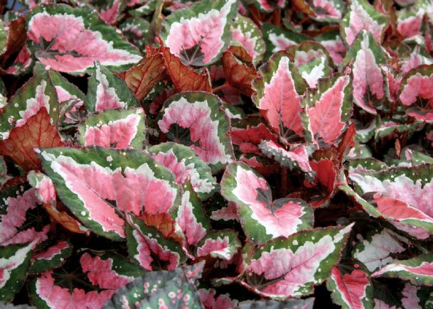 Southern Gardening: Rex begonias can bring Christmas cheer indoors