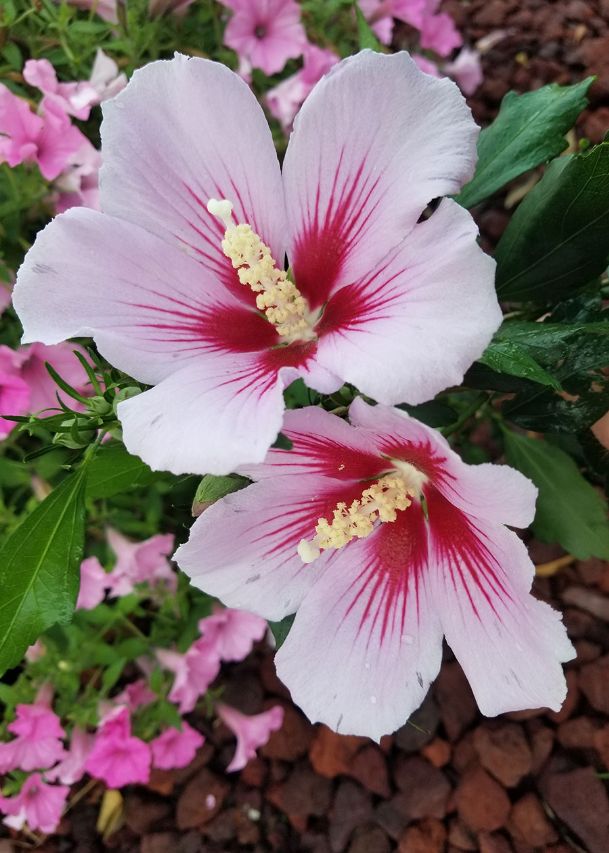 Southern Gardening: Rose of Sharon varieties give options for gardens