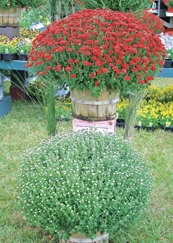 Southern Gardening: Use mums for instant fall color