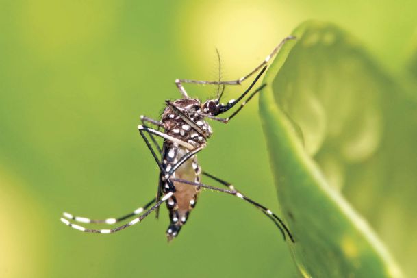 Zika-spreading mosquito not in Mississippi