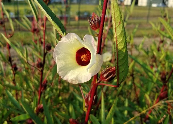 Southern Gardening: The little-known roselle belongs in Mississippi gardens