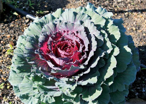 Southern Gardening: Ornamental cabbage and kale add garden pizzazz