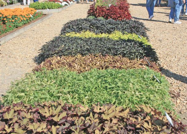 Southern Gardening: Ornamental sweet potato vines make carpet of color