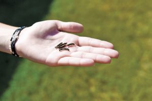 Armyworms ravaging yards, pastures