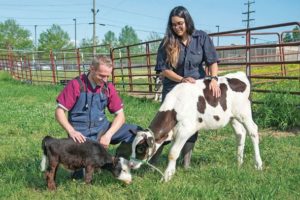 Beating the odds: At six months, smallest calf born alive making progress  at MSU’s College of Veterinary Medicine