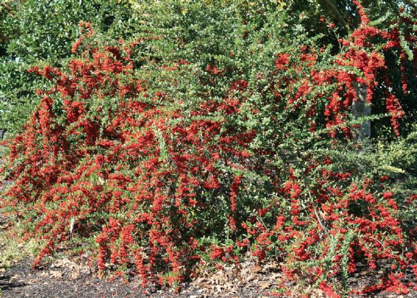 Southern Gardening: Bushes with red berries offer winter garden color
