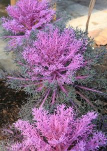 Southern Gardening: Fancy leaf kale named Mississippi Medallion winner