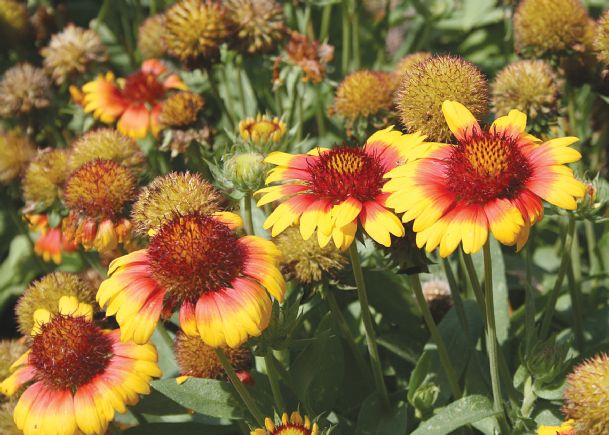 Southern Gardening: Gaillardia is a strong summer flower maker