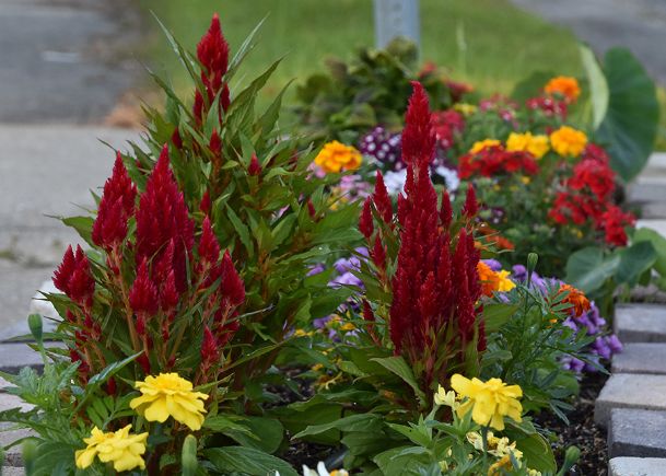Southern Gardening: Celosia almost guarantee summer garden success