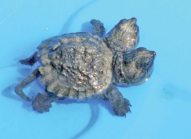 Maine woman finds 2-headed snapping turtle