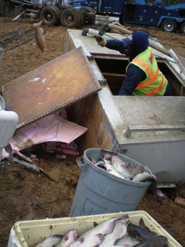 Gone fishin’: Motorists scoop up catfish from overturned truck on Highway 82