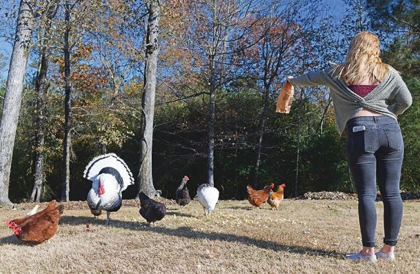 ‘They think they’re the dogs’: Caledonia family raising pet turkeys