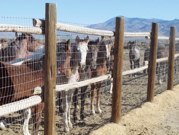 Study looks to help wild horses
