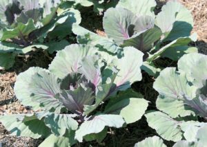 Southern gardening: Kale, cabbage jazz up winter landscapes