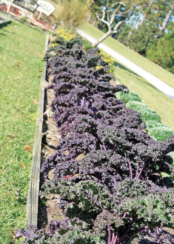 Southern Gardening: Ornamental cabbage, kale make excellent winter color