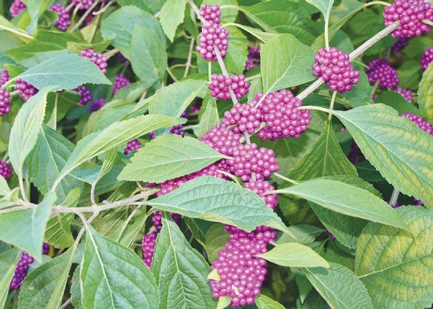 Southern Gardening: American beautyberry shines in Mississippi